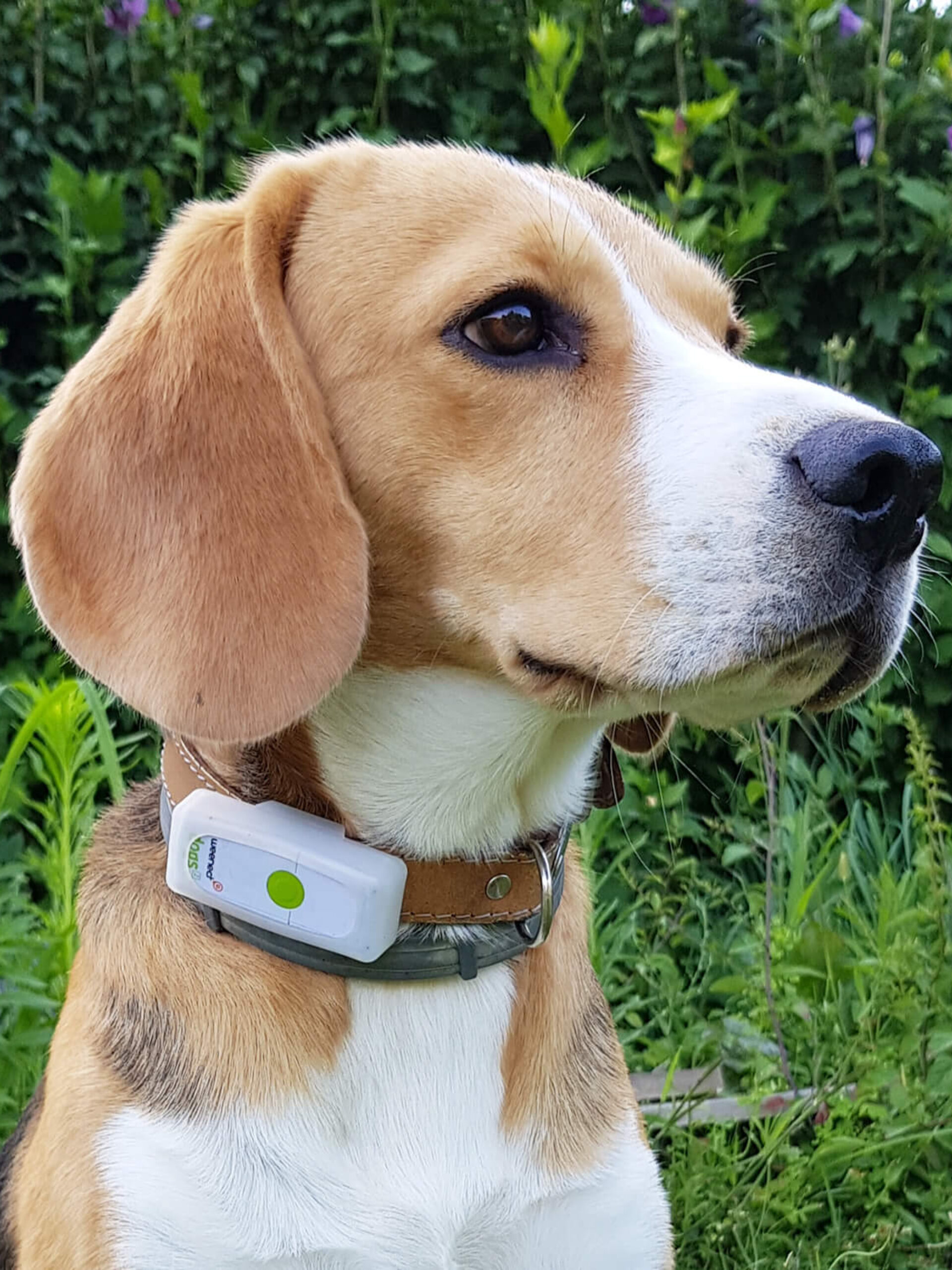 Dog GPS tracker - Weenect XS