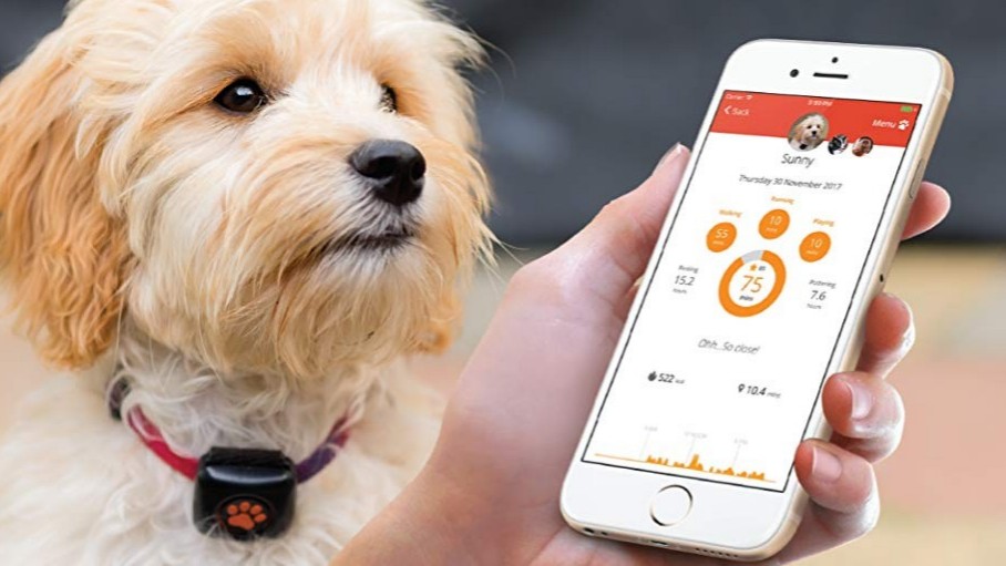 PitPat, Dog GPS Trackers and Dog Activity Monitors