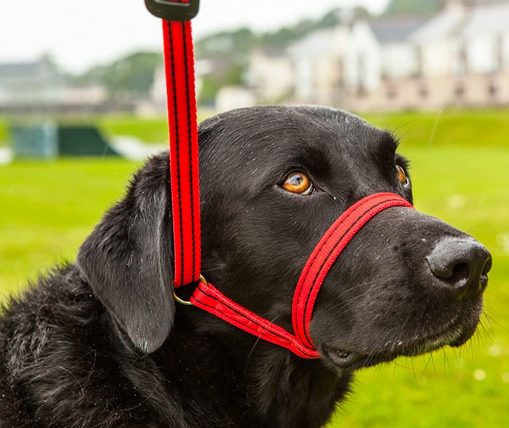 Gencon AllInOne Dog Headcollar Red PetTech.co.uk