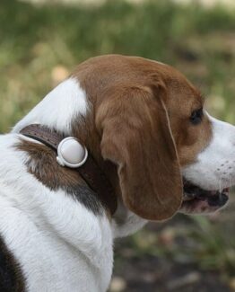 Dog GPS Trackers, NFC ID Tags & Health Monitors