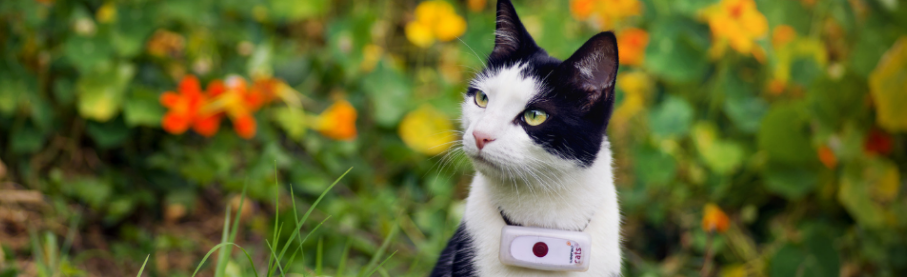 Cat Trackers –