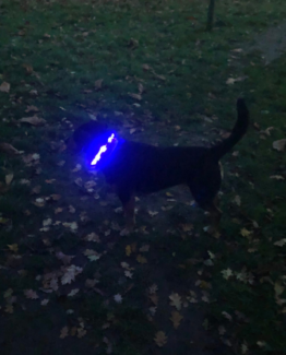 Dog LED Collars & Light Clips