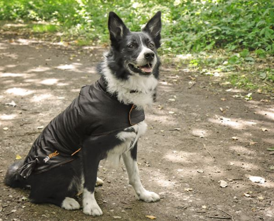 RAC Advanced Weatherproof Dog Coat