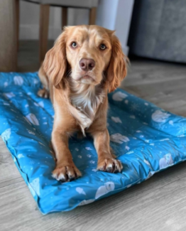 Ancol Ice Paws Dog Cooling Gel Mat