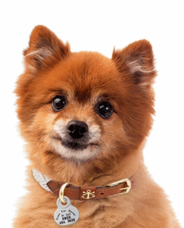 DogTrac Smart Lite ID Tag