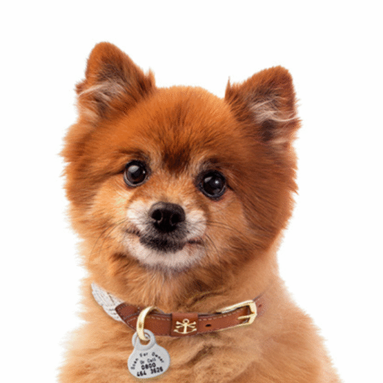DogTrac Smart Lite ID Tag