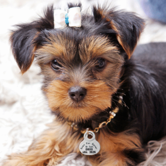 DogTrac Smart Lite ID Tag - Image 3